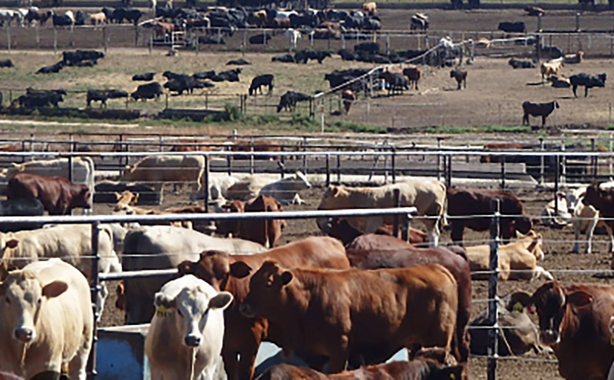 Cattle grazing in a Texas Panhandle pasture