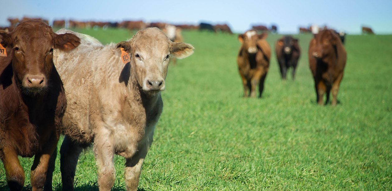 Cattle grazing in an open Texas Panhandle pasture