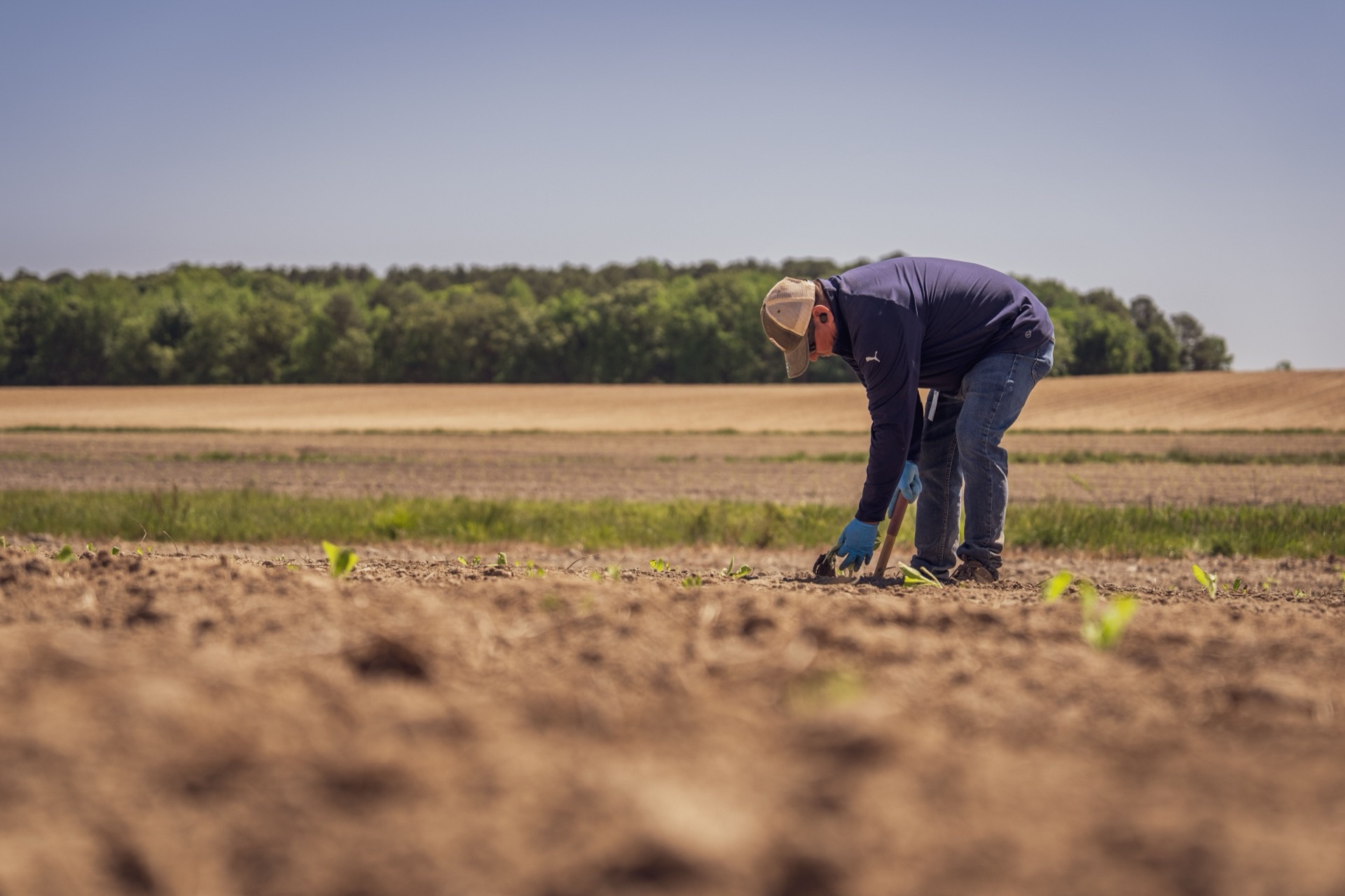 Farmers load seed bags onto equipment in early spring, preparing for planting season.